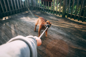 aggressive dog